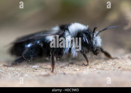 Deuxième génération cendré mining bee (Andrena cineria). Insecte femelle dans la famille Andrenidae, montrant de long cheveux noir et blanc Banque D'Images