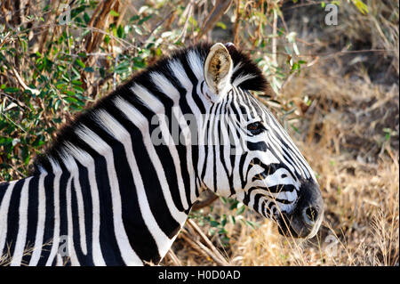 Profil latéral d'un zèbre de Burchell avec des rayures saisissantes, portrait d'animal, capturé en Afrique du Sud, safari, destination de voyage sauvage Banque D'Images