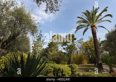 Jardin au Musée (Musée) Renoir, chemin des Collettes, Alpes Maritimes, Côte d'Azur, France Banque D'Images