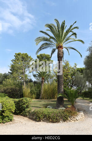 Jardin au Musée (Musée) Renoir, chemin des Collettes, Alpes Maritimes, Côte d'Azur, France Banque D'Images