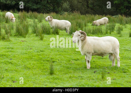 Welsh Mountain Sheep flock une race rustique adapté à la dure les chaînes de montagnes Banque D'Images