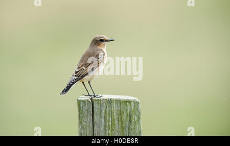 Traquet motteux Oenanthe oenanthe femelle en plumage d'automne au réservoir d'Arlington dans l'East Sussex UK Banque D'Images