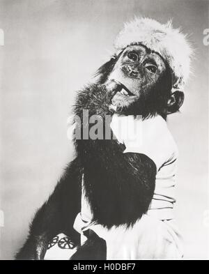 Singe dans coonskin cap profondément dans ses pensées Banque D'Images