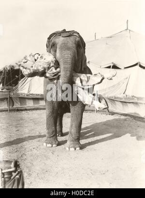 Levée de l'éléphant au circus clown femelle Banque D'Images
