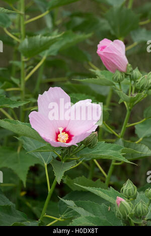 L'Hibiscus moscheutos. Fleur mauve rose Banque D'Images