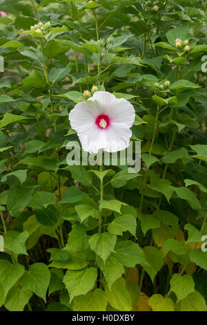 L'Hibiscus moscheutos. Fleur mauve rose Banque D'Images