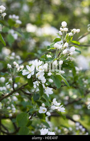 Malus pumila 'Dartmouth'. Crab Apple Blossom dans un verger. Banque D'Images