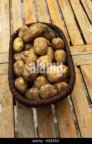 Panier en osier rempli de pommes de terre fraîchement creusée debout sur une table avec des planches. En Pologne, en septembre. Vue verticale sur le dessus Banque D'Images