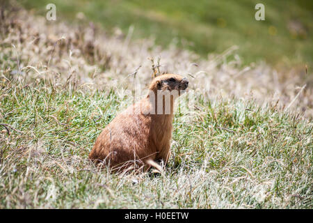 Marmotte est assis sur l'herbe à au Pamir Banque D'Images