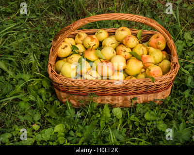 Panier avec de belles poires jaunes sur l'herbe Banque D'Images