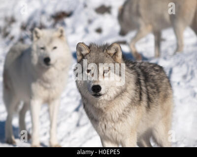 Loup arctique en hiver dans l'environnement naturel Banque D'Images