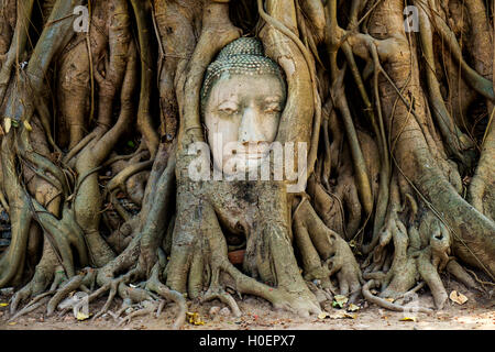 Tête de bouddha empêtré dans fig tree roots au temple Wat Mahathat, Ayutthaya, Thaïlande. Banque D'Images