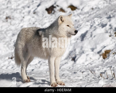 Loup arctique en hiver dans l'environnement naturel Banque D'Images
