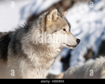 Loup arctique en hiver Banque D'Images