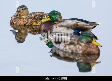 2 mâles et une femelle Canard colvert (Anas platyrhynchos) dans l'eau à l'automne dans le West Sussex, Angleterre, Royaume-Uni. Banque D'Images