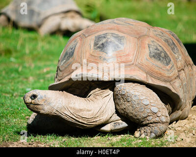 Grande tortue dans l'herbe Banque D'Images