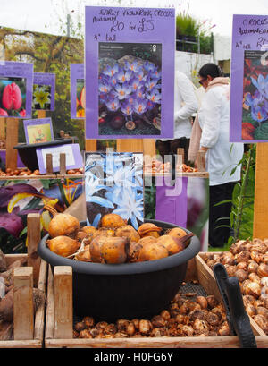 Affichage des bulbes à l'Tatton Park RHS Flower Show 2016, avec une floraison précoce crocus Colchicum autumnale alboplenum  + ampoules. Banque D'Images