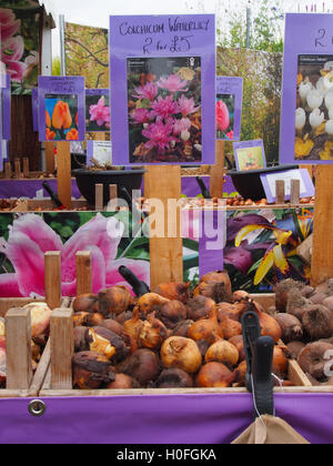 Un affichage d'ampoules, avec Colchicum Waterlily xénon à l'avant, à l'Tatton Park RHS Flower Show 2016 à Knutsford, Cheshire. Banque D'Images