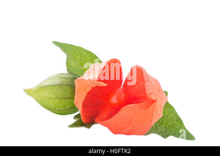 Close up of physalis ou Physalis fruit Banque D'Images