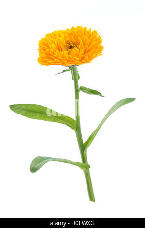 Le Calendula fleurs avec des feuilles isolées sur fond blanc Banque D'Images