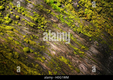 Couvert de mousse en arbre séquoia Sequoia National Park Banque D'Images