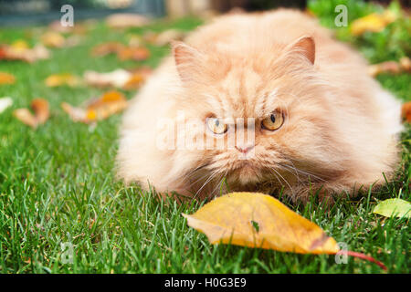 Chat persan Orange en automne Banque D'Images