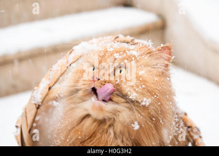 Chat persan Orange léchant dans la neige Banque D'Images