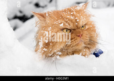 Portrait de chat Persan orange dans la neige Banque D'Images