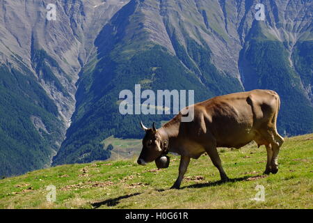Vache dans alpes suisses Banque D'Images