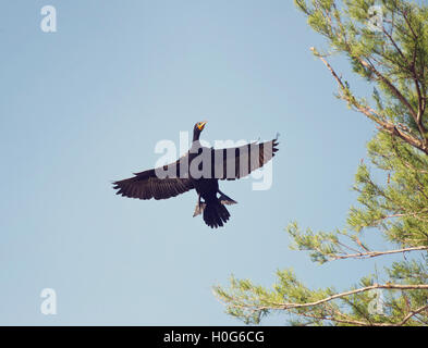 Double-crested Cormorant atterrissant sur un arbre Banque D'Images