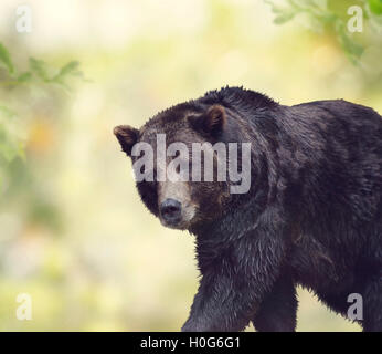 La Marche de l'ours brun, Close up Banque D'Images