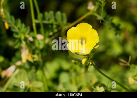 Les Bermudes buttercup (Oxalis pes-caprae) croissant dans oliveraie en Crète, Grèce Banque D'Images