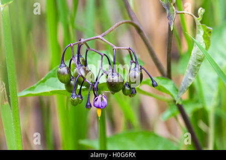 La morelle douce-amère ou ligneuses (Solanum dulcamara) montrant des fleurs et des fruits, grandissant dans marsh, Norfolk, Angleterre Banque D'Images
