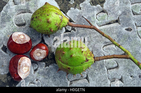 L'Châtaignes, parfait pour l'automne conkers en Angleterre, Royaume-Uni Banque D'Images