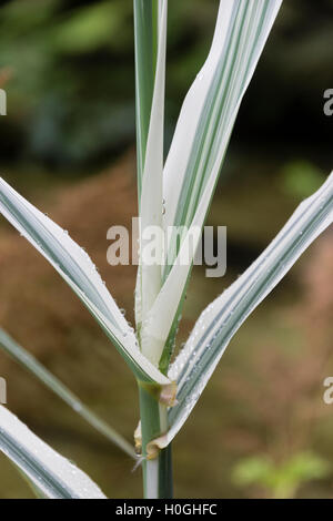 Feuillage rayé blanc et vert du demi-géant, herbe méditerranéenne hardy Arundo donax var. versicolor Banque D'Images