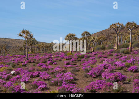 Arbres carquois (Aloe dichotoma) Banque D'Images