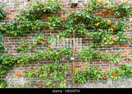 L'espalier Apple Tree avec Laxton's Fortune pommes mûres en septembre Helmsley Walled Garden North Yorkshire Banque D'Images