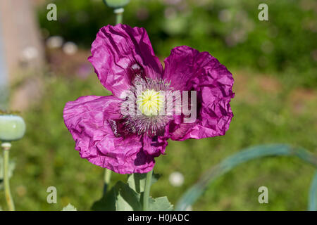 Pavot d'Orient (Papaver orientale), l'ordre Ranunculales Famille : Papaveraceae, genre. Papaver, une plante à fleurs vivaces fleurs mauve avec 5. Banque D'Images