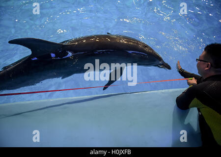 Hefei, Chine, Anhui Province. Sep 21, 2016. Un membre du personnel mesure la longueur du corps d'un dauphin au cours d'un examen physique à l'ocean park de Hefei, capitale de la Chine de l'est l'Anhui Province, 21 septembre 2016. © Zhang Duan/Xinhua/Alamy Live News Banque D'Images