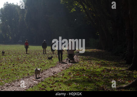 Putney Londres, Royaume-Uni. 21 septembre 2016. Les gens à pied à travers le parc de l'Évêque Putney ce qui est couvert dans les feuilles d'automne par un beau matin ensoleillé Crédit : amer ghazzal/Alamy Live News Banque D'Images