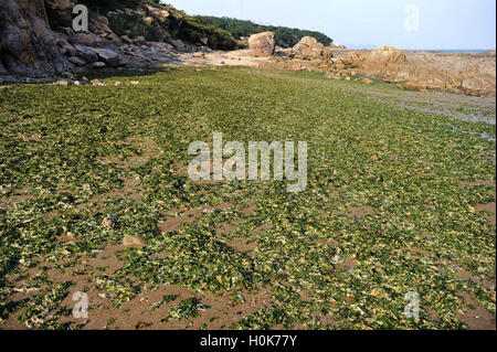 22 septembre 2016 - Qingdao, Qingdao, Chine - QINGDAO, CHINE-Septembre 21 2016 : ?(EDITORIAL ?utiliser ?SEULEMENT. ?CHINE ?OUT) Beaucoup de laitue de mer couvre la plage de Qingdao, Chine est¡¯s Â La province de Shandong, 21 septembre 2016.Les pêcheurs locaux disent que la laitue de mer est un groupe d'algues comestibles qui est largement diffusé le long des côtes des océans du monde et ne pas nuire à l'environnement. (Crédit Image : © SIPA l'Asie via Zuma sur le fil) Banque D'Images