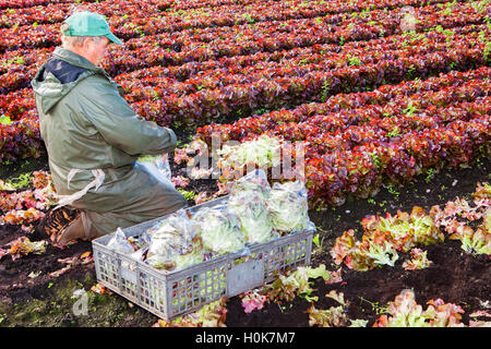 Les travailleurs, agriculteurs de l'UE, Lancashire Tarleton : le 22 septembre 2016. Les ressortissants de l'UE qui sont les travailleurs agricoles migrants saisonniers, choisir 'Oakleaf' salade de laitue pour John Dobson fermes dans Tarleton, Lancashire. Cette récolte salade fraîchement cueillie est exporté du jour au lendemain aux supermarchés en Irlande. Ce domaine savent localement comme la 'Lancashire Saladier emploie des travailleurs de l'Union européenne à partir de mars à novembre en raison de leur fiabilité et de l'éthique du travail. Beaucoup de vendangeurs de retourner au même employeur agricole salade chaque année après avoir passé les mois d'hiver dans leur pays d'accueil européen. Credit : Cernan Elias/Alamy Live News Banque D'Images