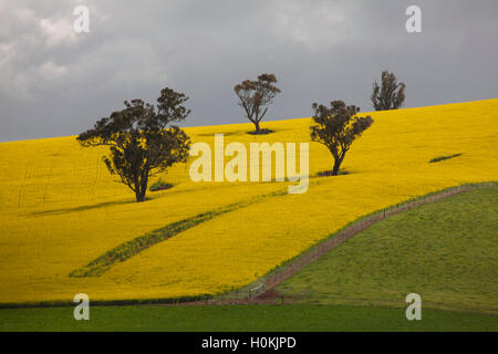 Les champs de canola à jaune doré sur les collines près de la Nouvelle-Galles du Sud Australie Merimbula Banque D'Images