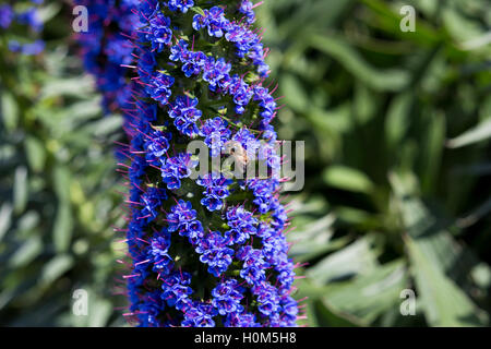 Rose et bleu vif des pics de Venise en bateau ou la fierté de Madère attirent les abeilles au jardin au printemps avec de grandes rosettes de fleurs roses et bleus. Banque D'Images