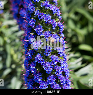 Rose et bleu vif des pics de Venise en bateau ou la fierté de Madère attirent les abeilles au jardin au printemps avec de grandes rosettes de fleurs roses et bleus. Banque D'Images