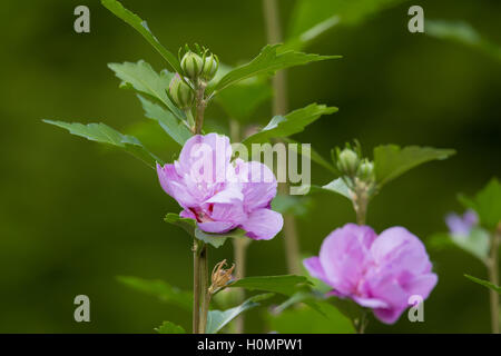 Belle floraison violet hibiscus en fleurs dans le jardin d'automne avec l'accent peu profondes Banque D'Images