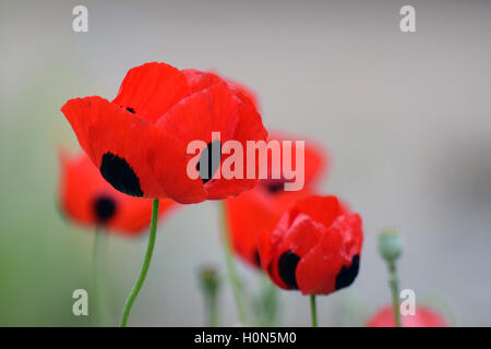 Belles fleurs rouge et noir de Papaver commutatum, Coccinelle Banque D'Images