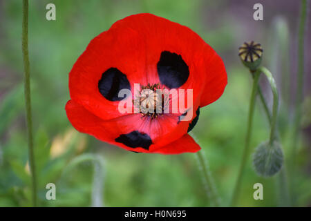 Fleur de Papaver commutatum, Coccinelle Banque D'Images