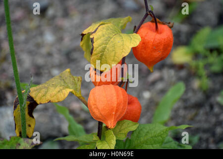 Lanternes chinoises (Physalis alkekengi) Banque D'Images