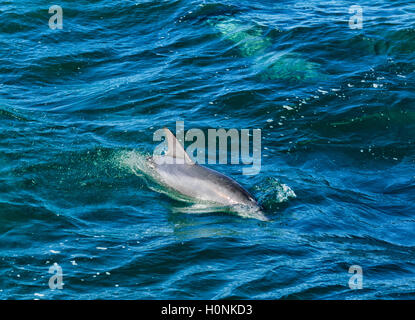 Grand dauphin (Tursiops), Jervis Bay, New South Wales, NSW, Australie Banque D'Images